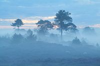 Abstract fog