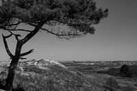 Terschelling : arbre et île