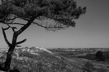 Terschelling: tree and island