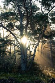 Wolfhezerheide part 138