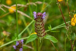 Brunel by Henk bohmers