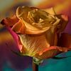 Rainbow Rose by Saskia Schotanus