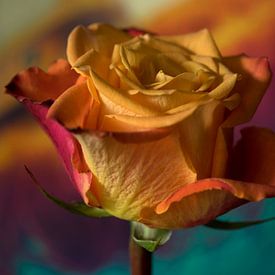 Rainbow Rose van Saskia Schotanus