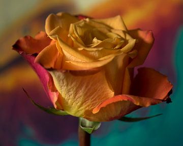 Rainbow Rose by Saskia Schotanus