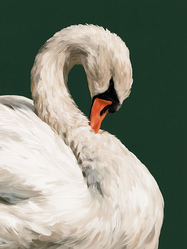 Weißer Schwan