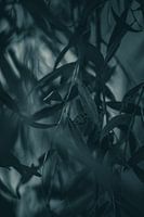 Nature in Detail #5