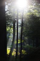 "Light among the trees" - Buggenhout forest
