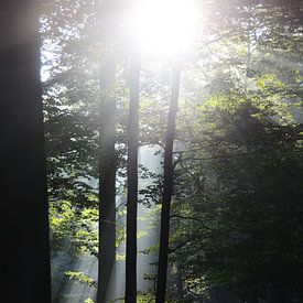 Licht zwischen den Bäumen" - Buggenhoutbos von Kris Van den Bossche