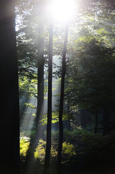 &quot;Light among the trees&quot; - Buggenhout forest by Kris Van den Bossche