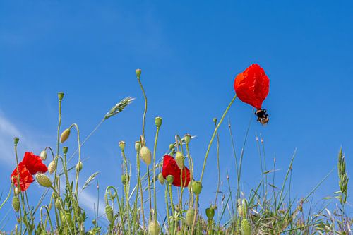 Poppy with bumblebee