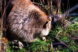 Petit ours