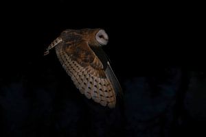 Fliegende Schleiereule.