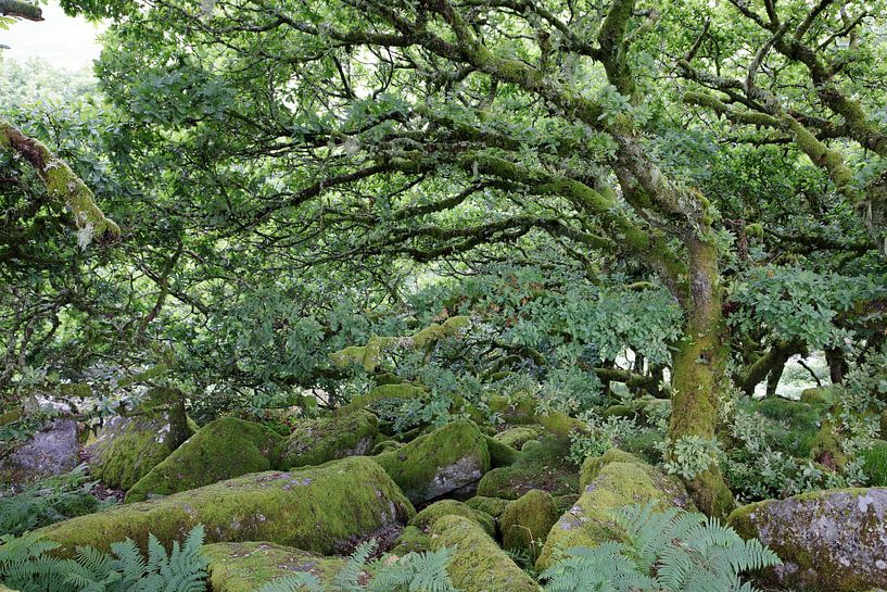 Wald der Weisen 7 von Ralph Jongejan
