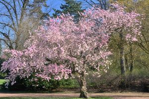 Frühling im Nordpark Düsseldorf,NRW,Deutschland