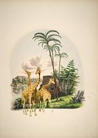Giraffen in een tropisch paradijs