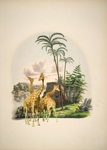 Giraffen in een tropisch paradijs