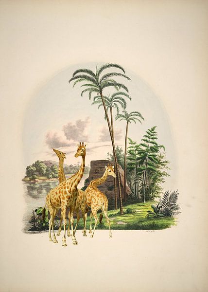Giraffen im Tropenparadies von Andrea Haase