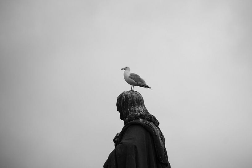 Möwe auf Michieltje in Flushing von Eugenlens