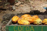 Cacao