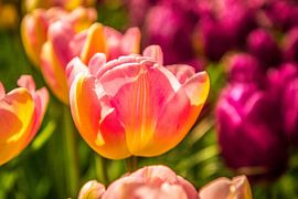 Tulp volop in bloei