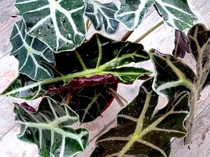 Kamerplant: Alocasia Zebrina | Olifantsoor 1-A