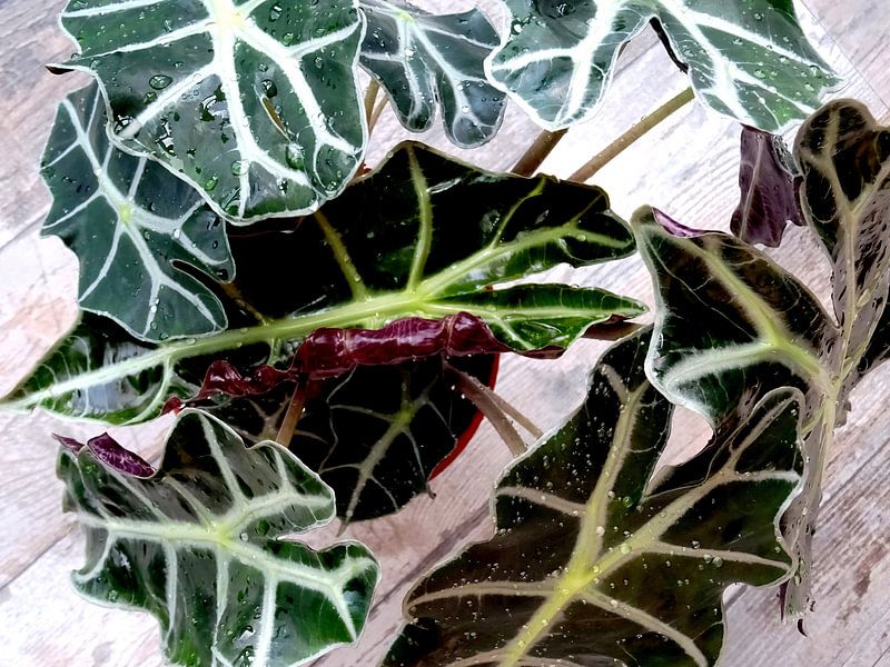 Kamerplant: Alocasia Zebrina | Olifantsoor 1-A von MoArt (Maurice Heuts)