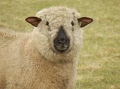 Schaap "Hampshire Down" van Albert Iepsma thumbnail