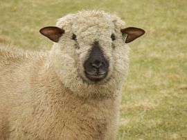 Schaap "Hampshire Down" von Albert Iepsma