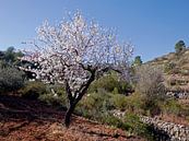 Bloeiende amandelboom in het vrije veld, ergens in de Spaanse binnenlanden van Gert Bunt thumbnail