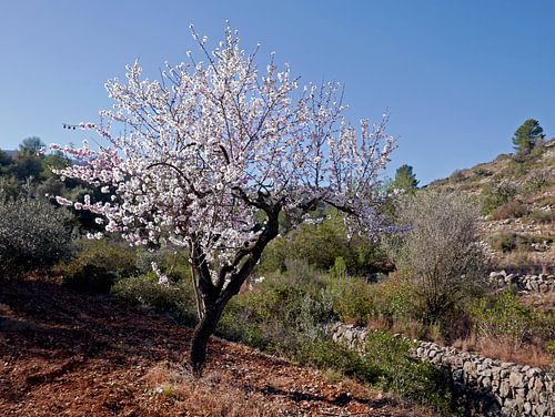Blühender Mandelbaum im freien Feld, irgendwo im spanischen Hinterland