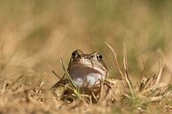 Heikikker (Rana arvalis) , Moor frog , Moorfrosch van Art Wittingen thumbnail