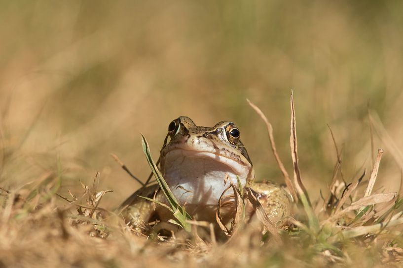 Heikikker (Rana arvalis) , Moor frog , Moorfrosch von Art Wittingen