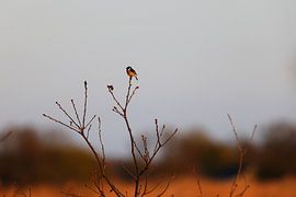 Schwarzkehlchen im Baum von Hans van Oort