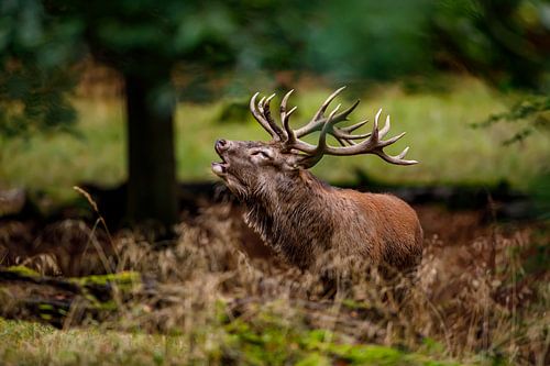 Hirsche in der Brunft
