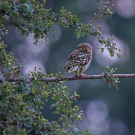 Little Owl by Robbie Nijman