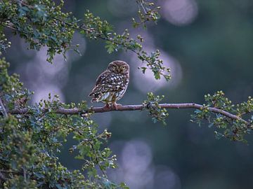 Little Owl by Robbie Nijman