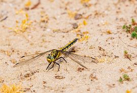 Libellule reposant sur la dune sur Merijn Loch
