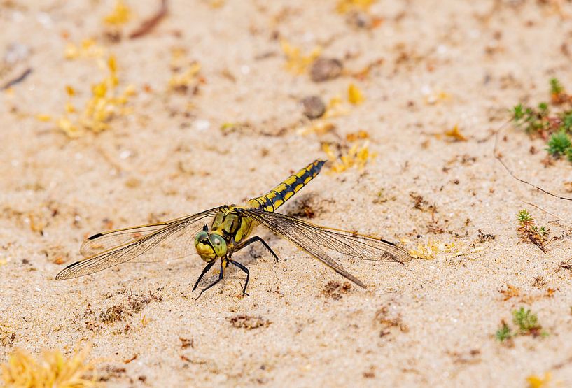 Libelle rustend op het duin van Merijn Loch