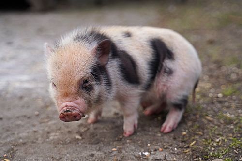 Mini biggetje bij zijn eerste uittocht op de boerderij.