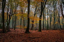 Speulderbos - 12 by Nuance Beeld