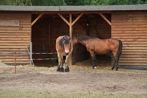 Trakehner Feldmeyer en Rijnlands Duitse Koudbloed Enzo