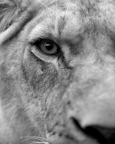 schwarz-weiß Nahaufnahme Lioness