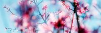 Spring!  (Springtime!)