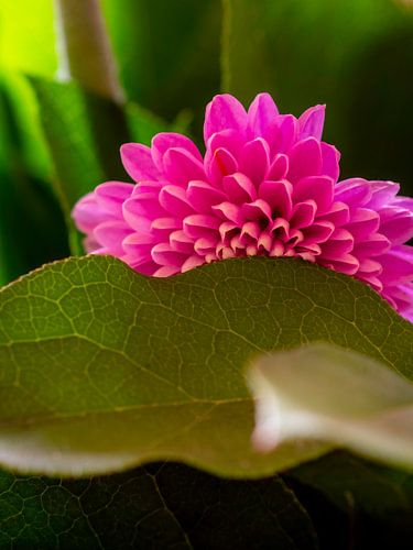 Verscholen schoonheid