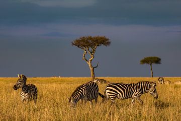Zebra's in de steppe van Peter Michel