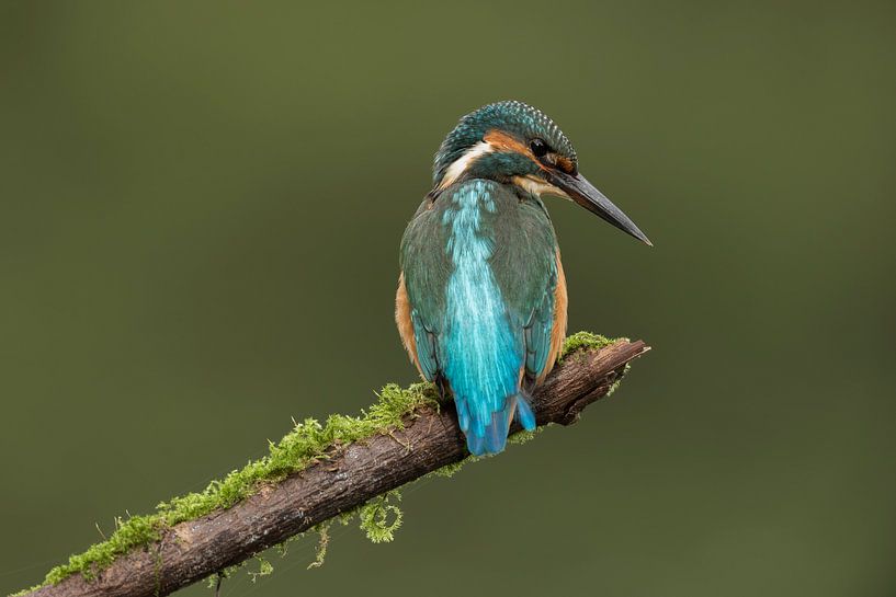 Perching Common Kingfisher by Michael Kuijl