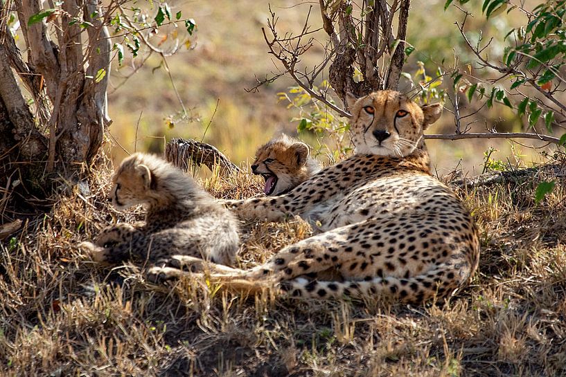 Resting Cheetahs by Peter Michel