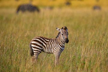 junges Zebra m. Vogel von Peter Michel