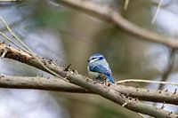 Een prachtige pimpelmees #3