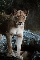 Lionne vigilante